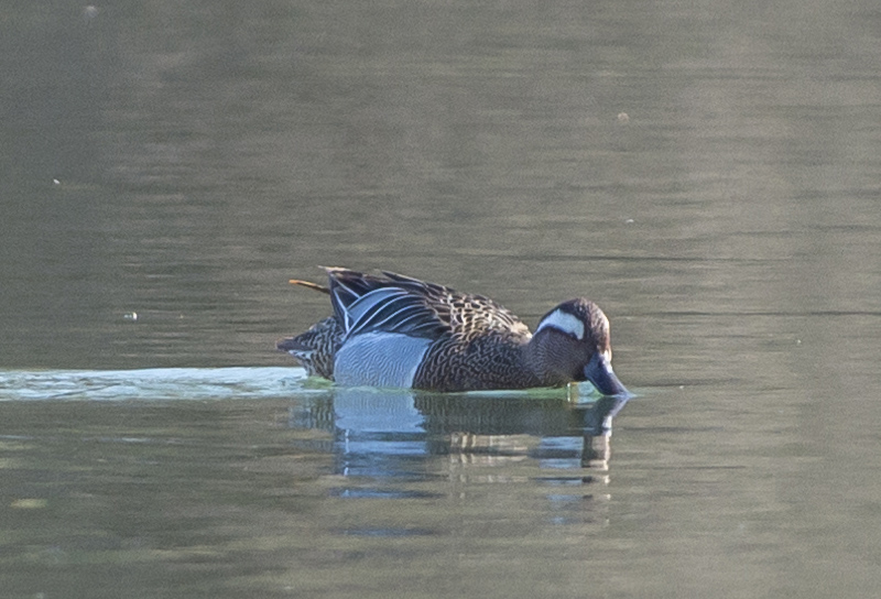 Marzaiola (Spatula querquedula), maschio